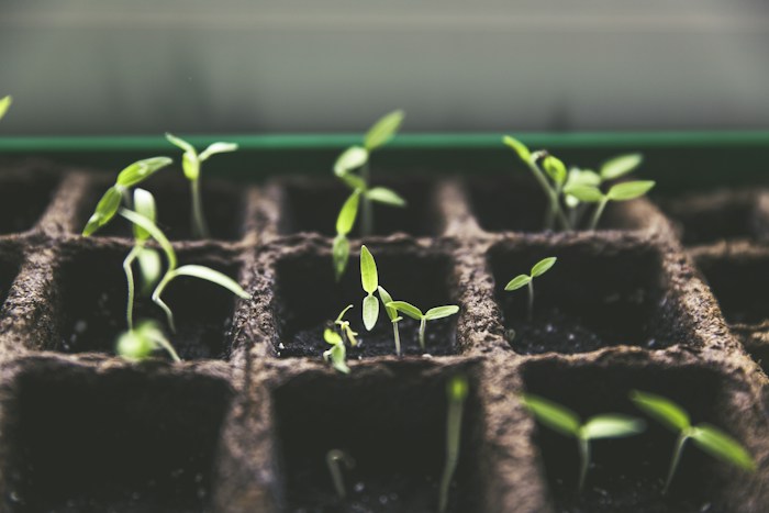Young seedlings growing in planting trays